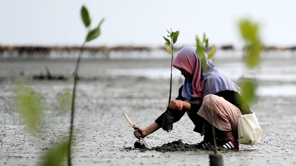 An Indonesian student plants a mangrove at Ujong Pancu beach in Aceh Besar.