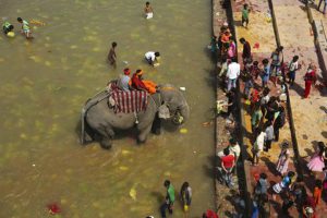 An elephant eats barley saplings offered by Hindu devotees in the River Tawi during Navratri festival in Jammu. The offerings are made as part of a ritual marking the end of nine day long Navaratri festival