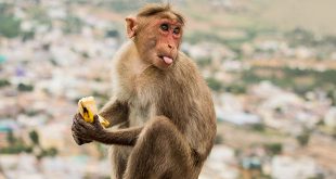 बंदर जी - भूखे बन्दर पर हिंदी बाल-कविता