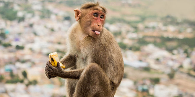 बंदर जी - भूखे बन्दर पर हिंदी बाल-कविता