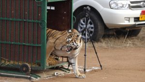 But on the other hand, tiger deaths have also steadily gone up in India in recent years. In 2015 National Tiger Conservation Authority (NTCA) and Ministry of Environment, Forest and Climate Change officials reported 80 tiger deaths, and 78 in the previous year.