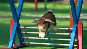 Circa 100 rabbits took part in the competition, including disciplines as long jump, high jump and running on a flat track