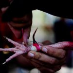 Cockfighting enthusiasts fix spurs made from tortoiseshell prior to a fight at a cockfighting arena