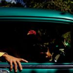 Cockfighting enthusiasts show a rooster through the window of a vintage car