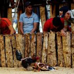 Cockfighting enthusiasts watch a fight at a cockfighting arena in Moron