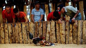 Cockfighting enthusiasts watch a fight at a cockfighting arena in Moron