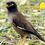 Common myna is one of the common resident birds found in Punjab University, Patiala