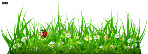 Easter Grass Designs Facebook Cover