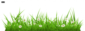 Easter Special Grass Designs Facebook Cover