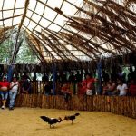 Enthusiasts argue that cockfighting is a centuries-old tradition. Critics say it is cruel, and they blame its popularity on lack of entertainment options, poor education on animal welfare, and its money-making potential