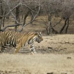 Facing extensive health dangers from diseases such as canine distemper spread by stray dogs from villages close to sanctuaries, scientific studies show 17 tigers died due to infighting and 18 were reported to have been found dead, with cause of death unknown this year, according to Wildlife Protection Society Of India records.