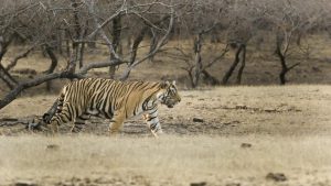 Facing extensive health dangers from diseases such as canine distemper spread by stray dogs from villages close to sanctuaries, scientific studies show 17 tigers died due to infighting and 18 were reported to have been found dead, with cause of death unknown this year, according to Wildlife Protection Society Of India records.