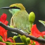 Green bee-eater sitting on a gulmohar tree