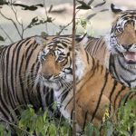 There are many days every year meant to recognize various causes—from Earth Day to the upcoming World Animal Day. But International Tiger Day marked on July 29 is one worth observing, as only a few thousand tigers remain in the wild as a result of animal poaching and trafficking, according to a United Nations Environment Program (UNEP) report.