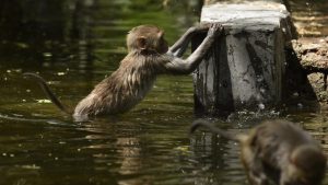 Monkeys playing in the water channel.