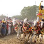 Nihang performing martial stunts riding on horses during a Baisakhi Mohalla festival at Talwandi Sabo near Bathinda