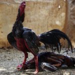 Rooster are seen during a fight at a cockfighting arena