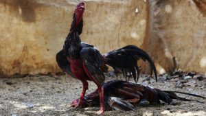 Rooster are seen during a fight at a cockfighting arena