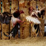 Roosters fight at a cockfighting arena in Moron, central region of Ciego de Avila province, Cuba