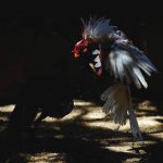 Rosters fight during a cockfight at an area. After the 1959 revolution, Cuba cracked down on cockfighting as part of a ban on gambling. Over the years official arenas have opened and hidden arenas are tolerated as long as there are no brawls