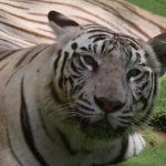 India had about 100,000 tigers a century ago but the numbers had plummeted to fewer than 1,500 by the early years of this millennium. Tigers are now on the International Union for Conservation of Nature (IUCN) red list of endangered animals.