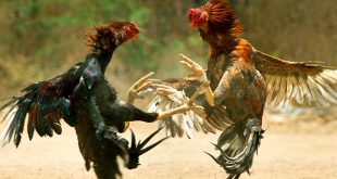 Cockfighting Image Gallery, Roosters Fight Stock Photos