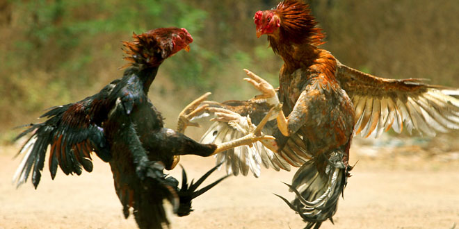 Cockfighting Image Gallery, Roosters Fight Stock Photos
