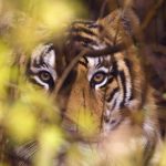India is home to nearly 60% of the world’s 3890 tigers in the wild, but threats to the species owing to increasing habitat loss and demand for their skins, bones and other derivatives in China and other parts of Asia for ornamental and traditional medicine purposes puts the tiger at extreme risk of extinction.