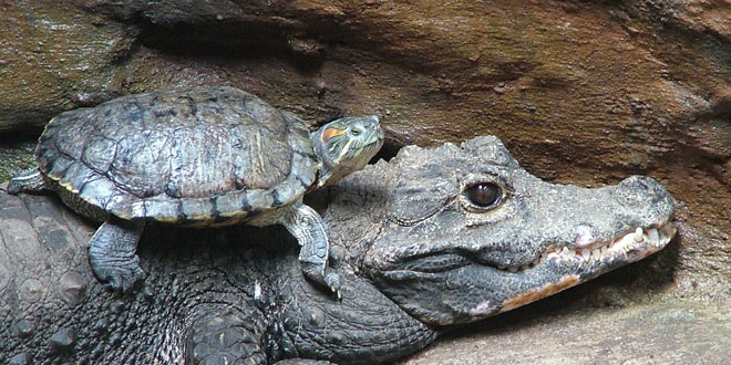 जल में रह कर मगर से बैर – कहानियां कहावतो की