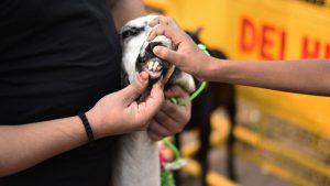 A structural deformity in the jaw could mean hereditary conditions, making it unfit for sacrifice. The goat’s lower teeth should perfectly flush with the upper dental pad when it closes its mouth which is examined by lifting the jaw and counting the number of teeth - another metric for choosing a fit and able animal for sacrifice.