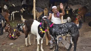 Many of the goats tethered in the market have synthetic and decorative flowers and items strapped around their neck to attract customers. Sales have reportedly dipped this season post demonetisation which affected the traders’ ability to adequately feed their livestock and raise them to much larger sizes which attract higher sums in the Eid period.