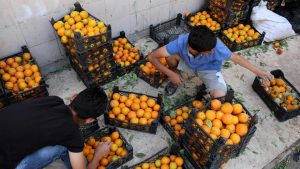 Syrians sort oranges at a market in the northeastern Syrian city of Qamishli on the eve of Ramadan.