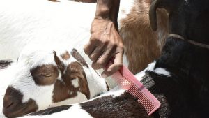 The goats are minutely inspected must be healthy to be deemed fit for sacrificial purposes. The physical structure of the goat should have uniformity especially along the back of the goat, also called loin --considered the most prized cut of meat. The loin extends from the ribs and runs through the top of the back, both sides of the spine to the rump.