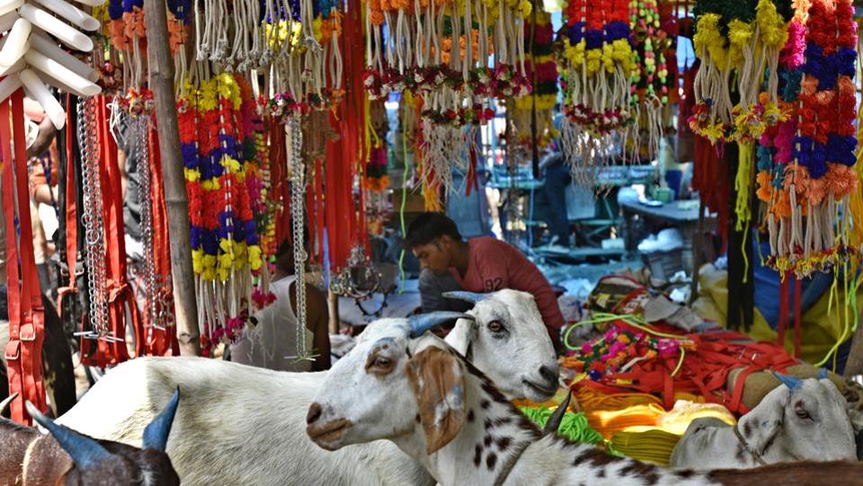 However, doubt looms over the sale of the animals among traders this year owing to fear of ‘gau rakshaks’, preventing them from transporting goats to bigger cities from the hinterlands where they are bred, providing sellers far higher returns compared to local markets.