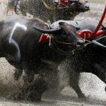 A farmer rides on the back of wooden ploughs tied to a pair of racing buffaloes