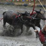 A farmer rides on the back of wooden ploughs tied to pairs of racing buffaloes during the annual rice planting festival.Locals say the idea to race buffaloes began generations back as a way to blow off steam after the arduous ploughing season.