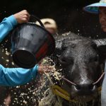 Farmers bath a racing buffalo in between the race in Chonburi.