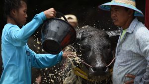 Farmers bath a racing buffalo in between the race in Chonburi.