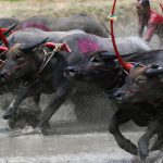 For centuries, Thais relied on water buffalo to plough their rice paddies, provide transportation and even defend villages during war, but with mechanised farming the animals have seen their importance diminish.