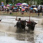 Jockeys compete in Chonburi's annual buffalo race festival.
