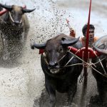 Jockeys compete in Chonburi's annual buffalo race festival, in Chonburi province, Thailand. The race is the highlight of an annual rice planting festival in Chonburi, two hours east of the capital Bangkok, where a small group of local farmers try to keep the tradition alive even if most of their fields are now ploughed by tractor.