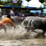 Now racing buffaloes are specifically bred for the sport, taught to obey the commands and whistles of their owners. The most successful can sell for up to 300,000 baht ($8,800).