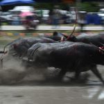 Throughout the day pairs of buffaloes attached to a wooden plough thundered down a flooded field as human drivers attached by a rope desperately tried to keep up behind their charging beasts.
