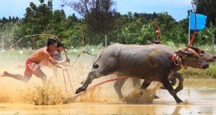 Buffalo Race Festival Images, Stock Photos