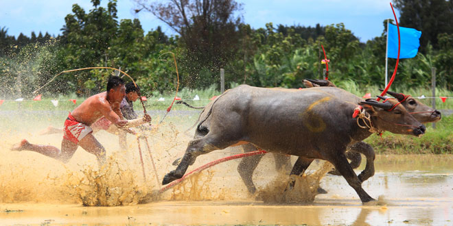 Buffalo Race Festival Images, Stock Photos