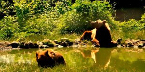 Largest Sanctuary of brown bears