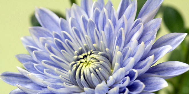 World's first blue chrysanthemum
