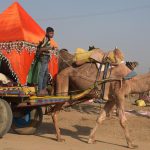 A boy rides a decorated cart pulled by a camel at the Camel Fair in Pushkar.