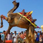 A camel entertains tourists at the International Camel Fair in Pushkar, Rajasthan. The fair is known for its colourful cultural theme, including various competitions such as ‘tug of war’, ‘longest moustache competition’, and camel races among many others.