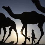 A camel owner is seen walking with his livestock during sunset at the Pushkar Camel Fair in Rajasthan.